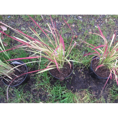 3088 - An Imperata Red Baron Grass