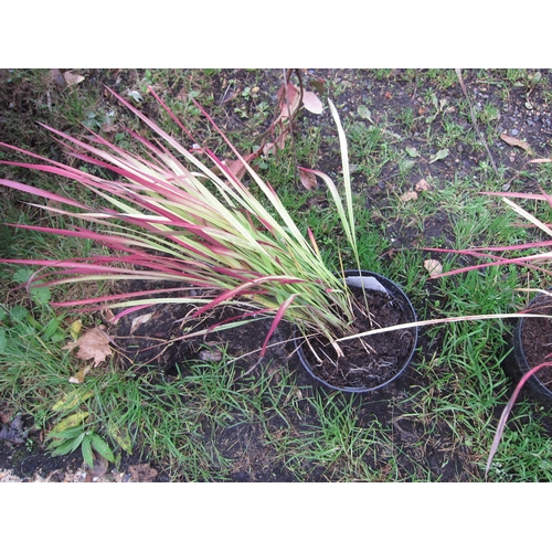 3089 - An Imperata Red Baron Grass