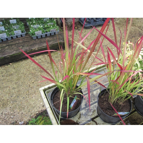 3090 - An Imperata Red Baron Grass