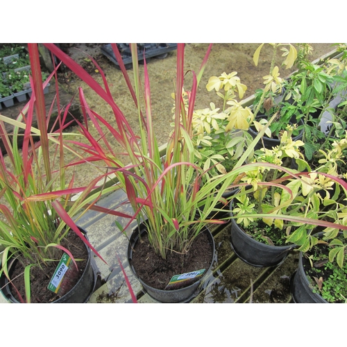 3091 - An Imperata Red Baron Grass