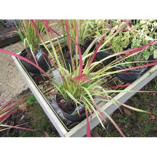 3092 - An Imperata Red Baron Grass