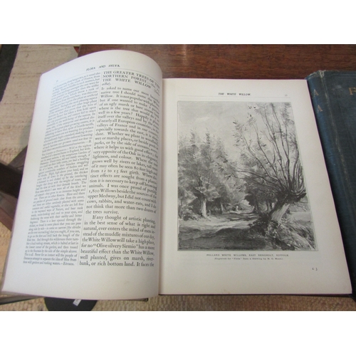 1115 - 'Flora & Sylva: A Monthly Review for Lovers of Garden', 1904-05, volumes 2 & 3, b/w illustrations, v... 