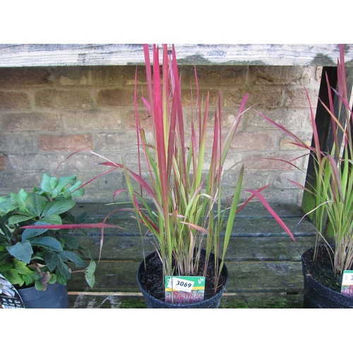 3069 - Am Imperata (Red Baron Grass)