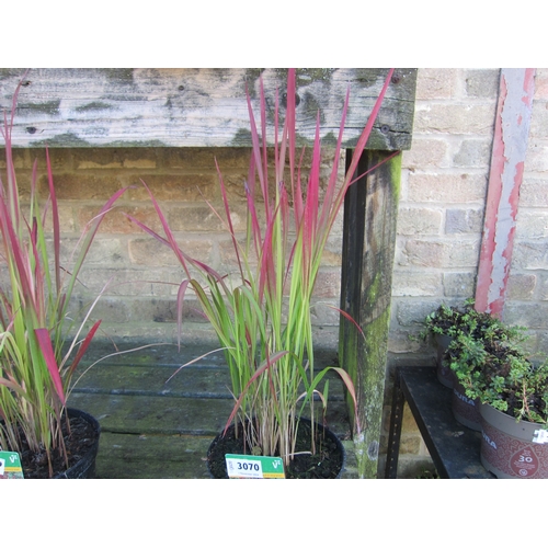 3070 - Am Imperata (Red Baron Grass)