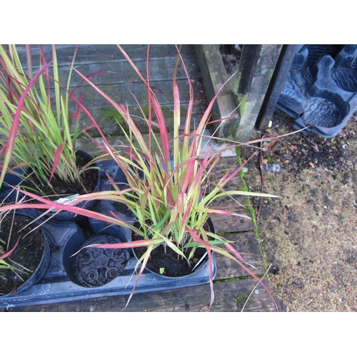 3071 - Am Imperata (Red Baron Grass)