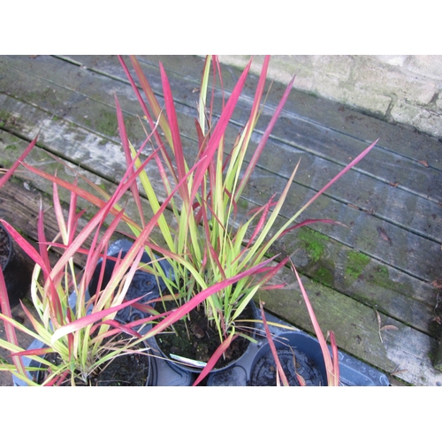 3072 - Am Imperata (Red Baron Grass)