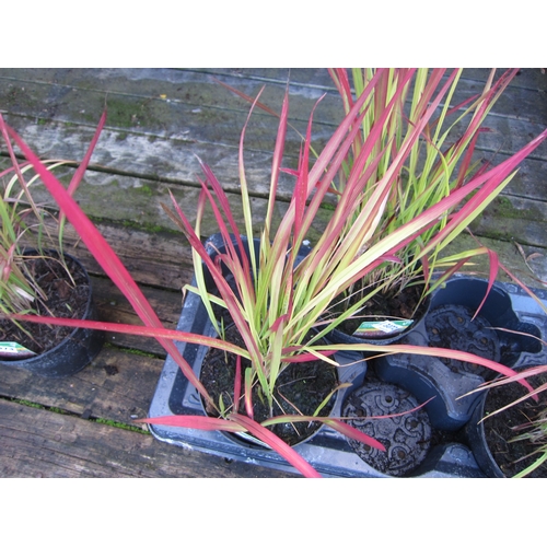 3073 - Am Imperata (Red Baron Grass)