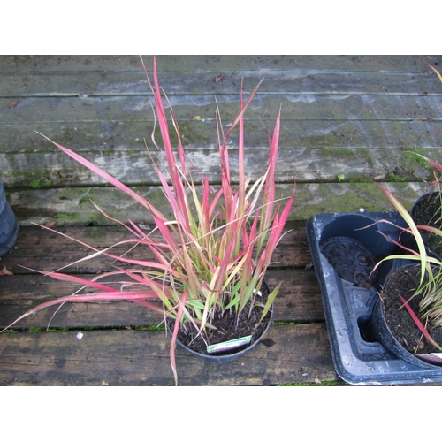 3074 - Am Imperata (Red Baron Grass)