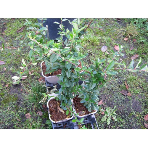 3130 - 2 Pyracantha 