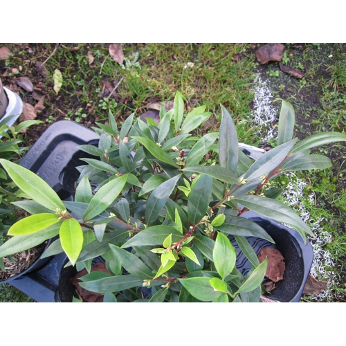 3134 - A Sarcococca 