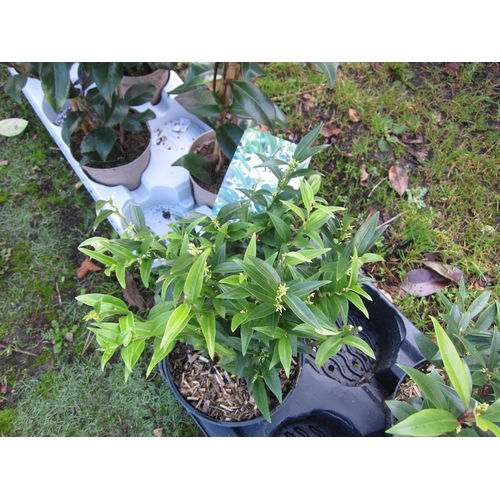 3135 - A Sarcococca 