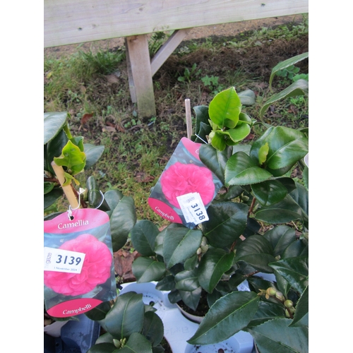 3138 - A Camellia 