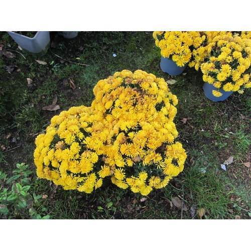 3164 - 3 yellow Chrysanthemum