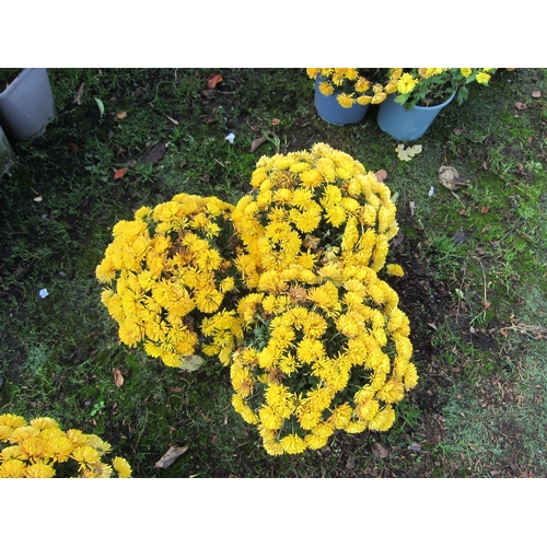 3165 - 3 yellow Chrysanthemum