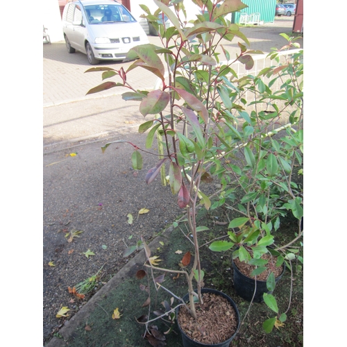 3171 - A Photinia 