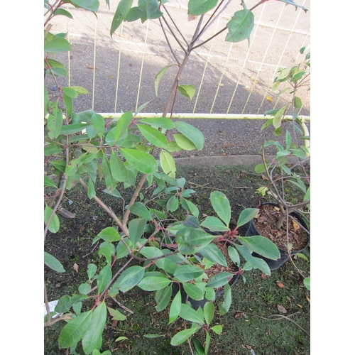 3173 - A Photinia 