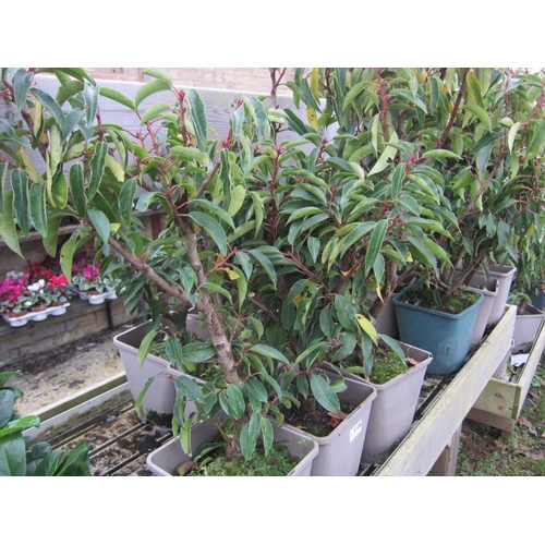 3108 - 7 Portuguese Laurel