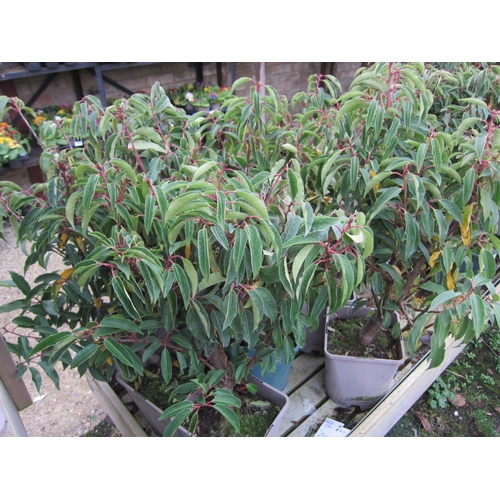 3110 - 7 Portuguese Laurel