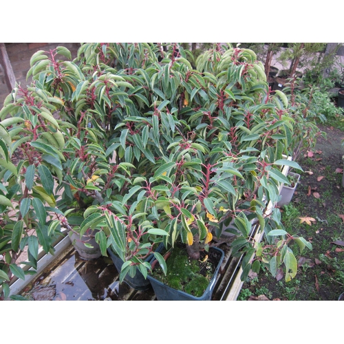 3111 - 7 Portuguese Laurel