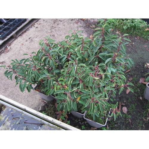 3112 - 7 Portuguese Laurel