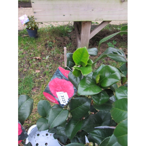 3123 - A Camellia 