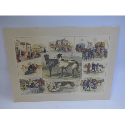 8280 - A mounted card coloured engraving of greyhounds; 