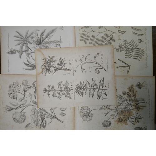 2126 - Four Georgian botanical prints