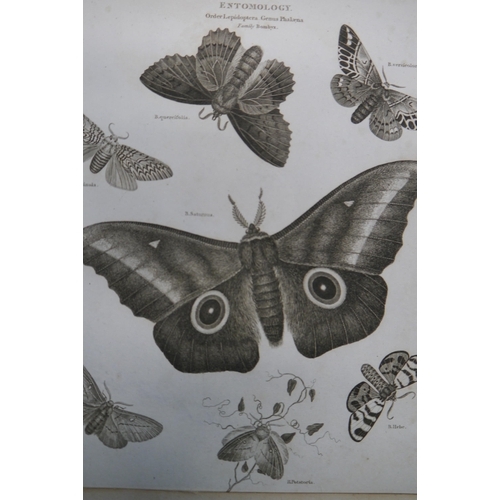 2127 - Four Georgian Entomology prints of butterflys