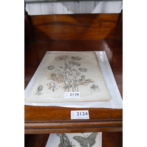 2126 - Four Georgian botanical prints