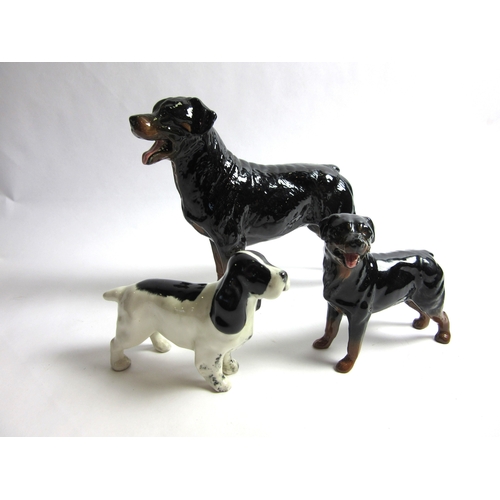 6034 - Two Beswick small dogs - Rottweiler and Cocker Spaniel, together with a Beswick large Rottweiler (ch... 