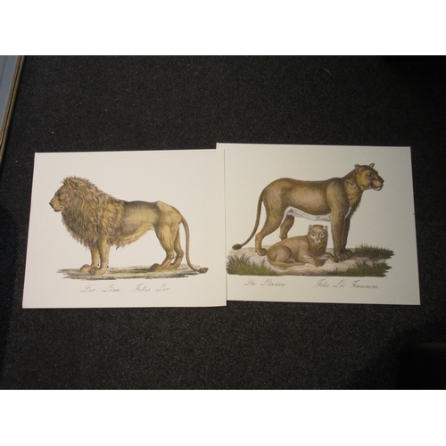 1081 - A pair of colour prints of lion and lioness with cub from the King's Gallery, Fulham Road, stamped, ... 