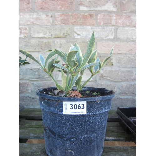 3063 - A Skimmia