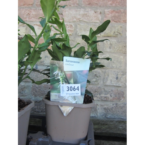 3064 - A Sarcococca Confusa