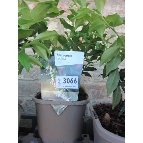 3066 - A Sarcococca Confusa