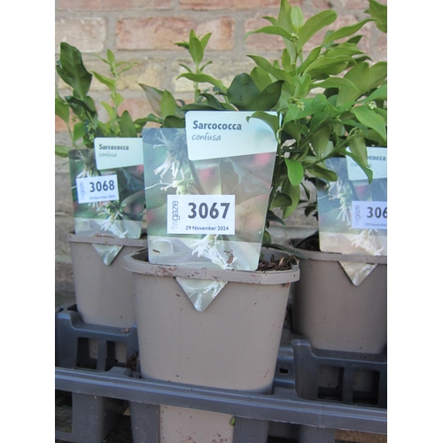 3067 - A Sarcococca Confusa