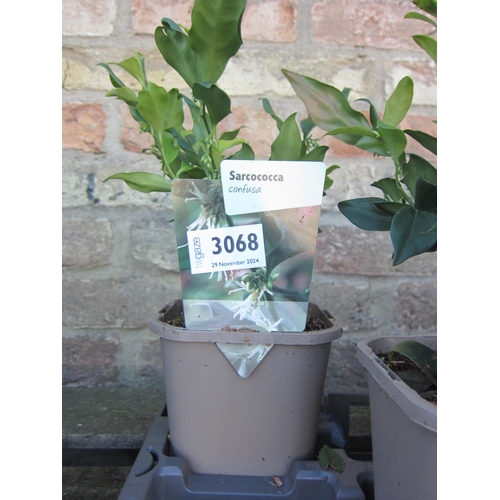 3068 - A Sarcococca Confusa