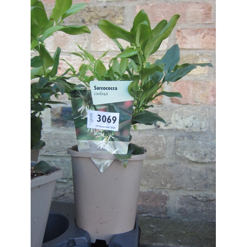 3069 - A Sarcococca Confusa