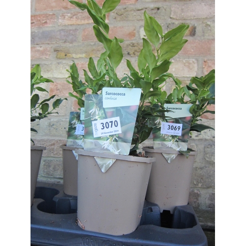 3070 - A Sarcococca Confusa