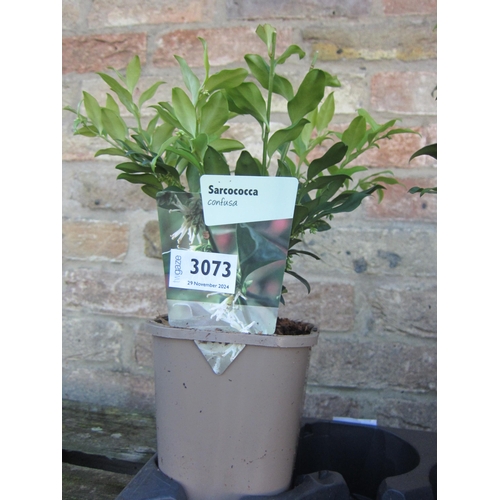 3073 - A Sarcococca Confusa