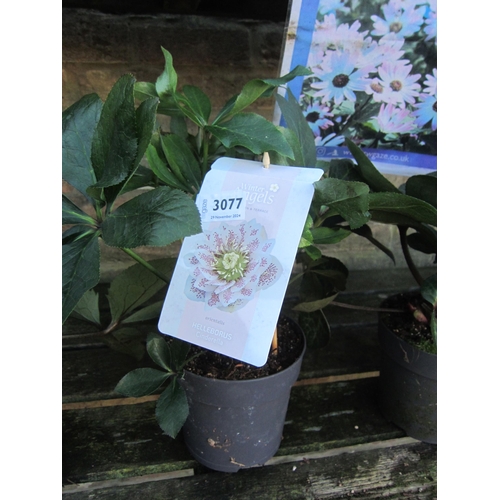 3077 - A Helleborus 