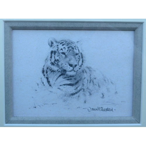 6078 - DAVID SHEPHERD (1931-2017) (ARR) : A pencil study of a tiger, signed, 7.5cm x 10.5cm, large mount, f... 