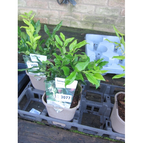 3077 - A Sarcococca 