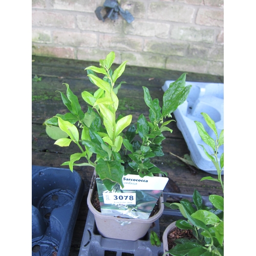 3078 - A Sarcococca 