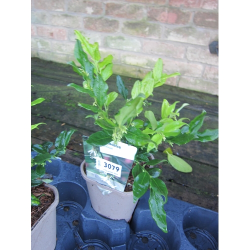 3079 - A Sarcococca 