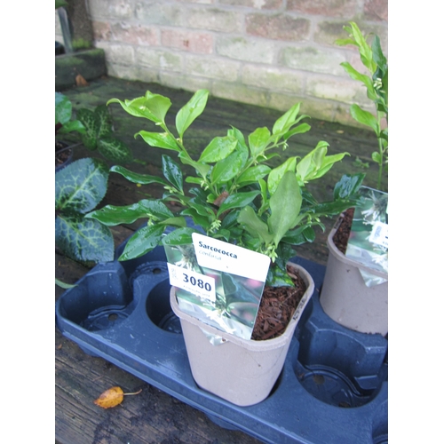 3080 - A Sarcococca 