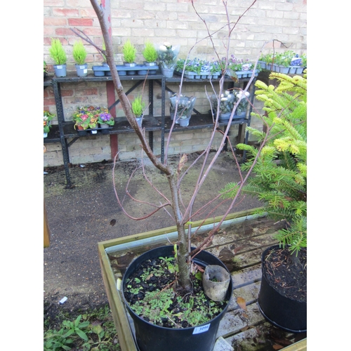 3096 - A Grey Alder Tree