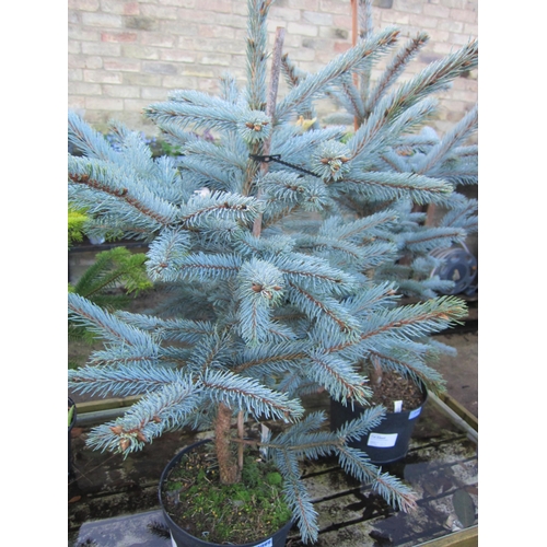 3099 - A Picea 