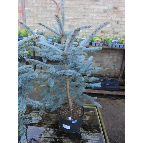 3100 - A Picea 