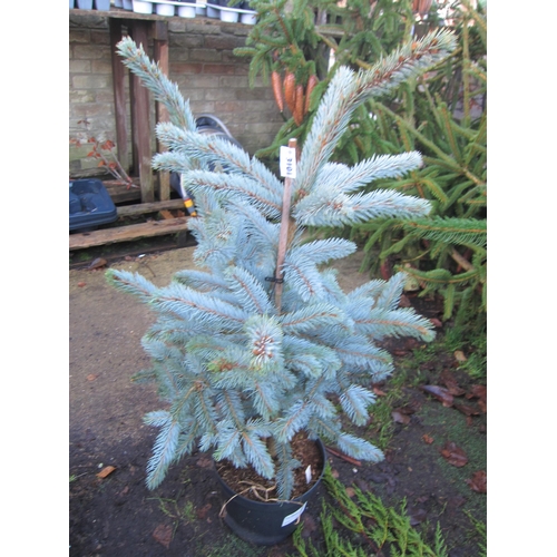 3101 - A Picea 