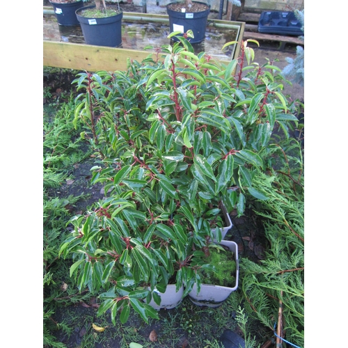 3102 - 6 Portuguese Laurel